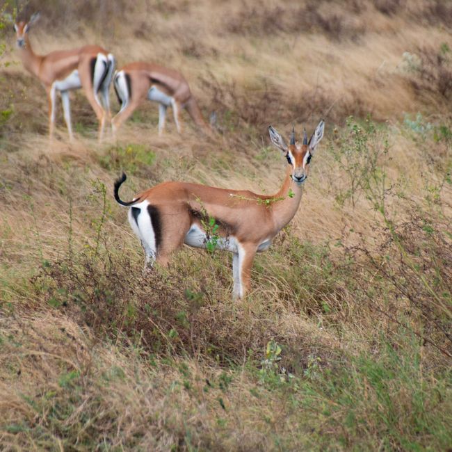Camping safari guests in the Kenya bush