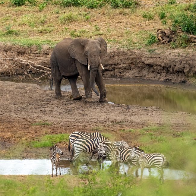 Camping safari wildlife scene, Kenya