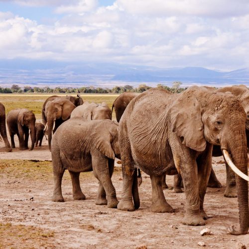 Amboseli Under Kilimanjaro Fly-Camp