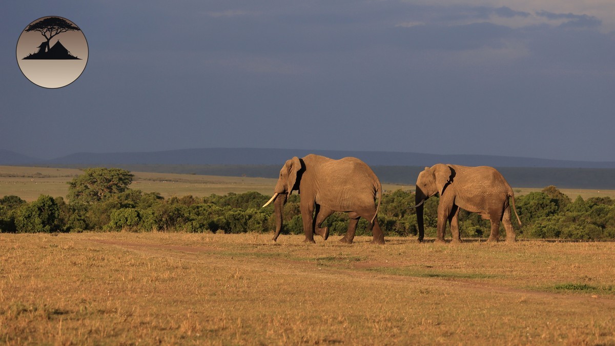 Best Walking Safari Trails in Kenya: A Trail-by-Trail Guide