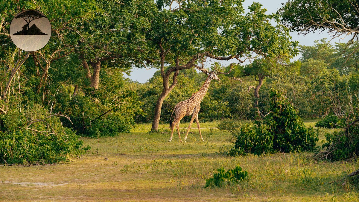 Best Walking Safari Trails in Kenya: A Trail-by-Trail Guide - photo 1
