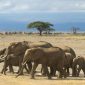 blog best time of year for a kenya camping safari 85x85