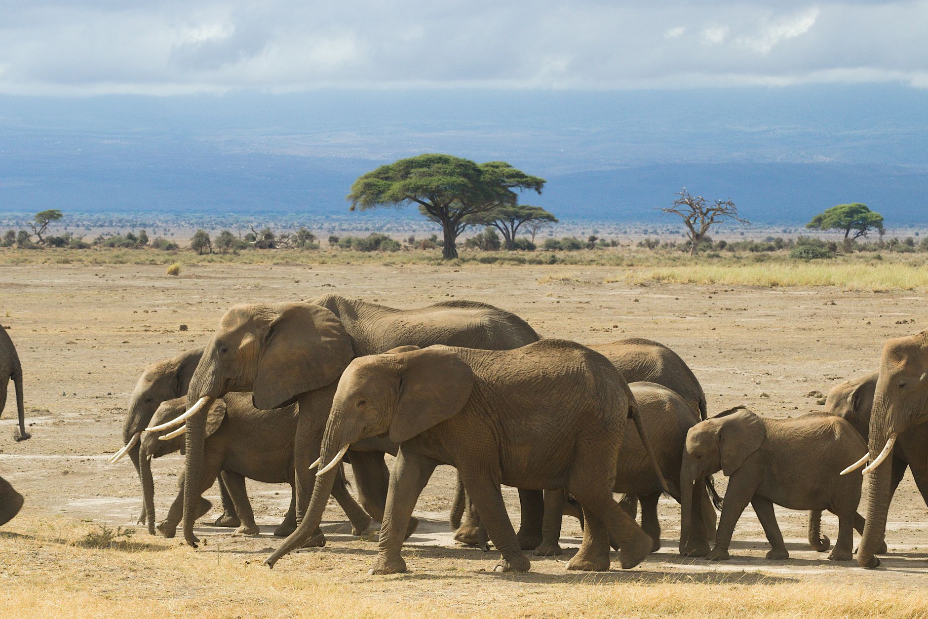 Best Time of Year for a Kenya Camping Safari