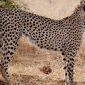 Cheetah Tracking Safari Kenya: Find the Fastest Cat