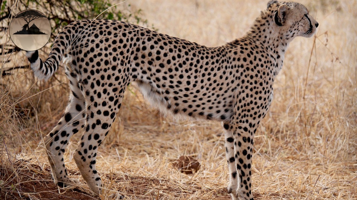 Cheetah Tracking Safari Kenya: Find the Fastest Cat