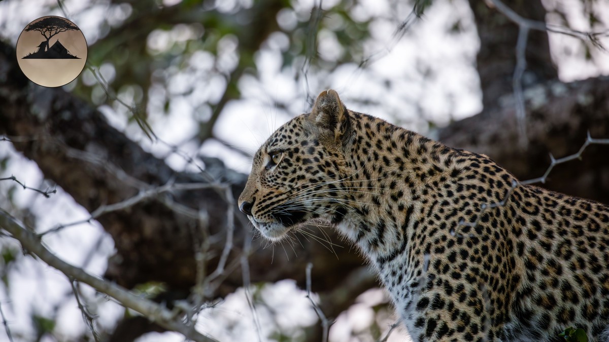 Cheetah Tracking Safari Kenya: Find the Fastest Cat - photo 1
