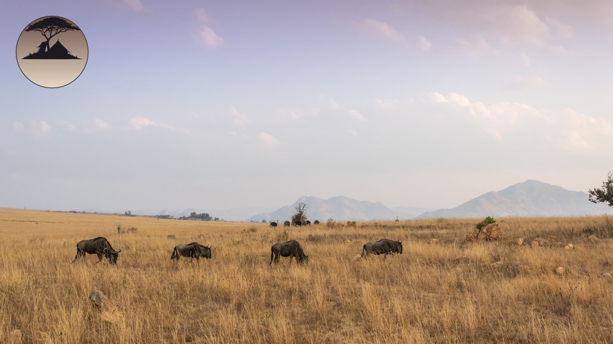 Cheetah Tracking Safari Kenya: Find the Fastest Cat - photo 2
