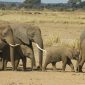 Community Conservancy Fees in Kenya, Explained
