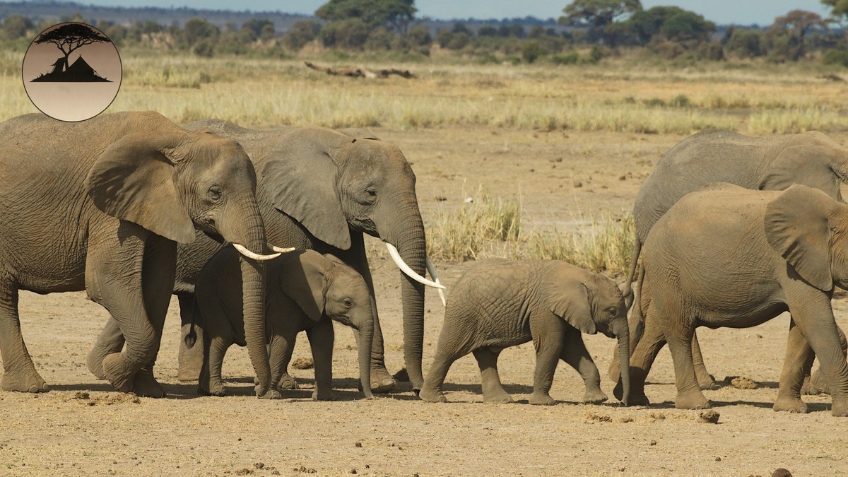 Community Conservancy Fees in Kenya, Explained