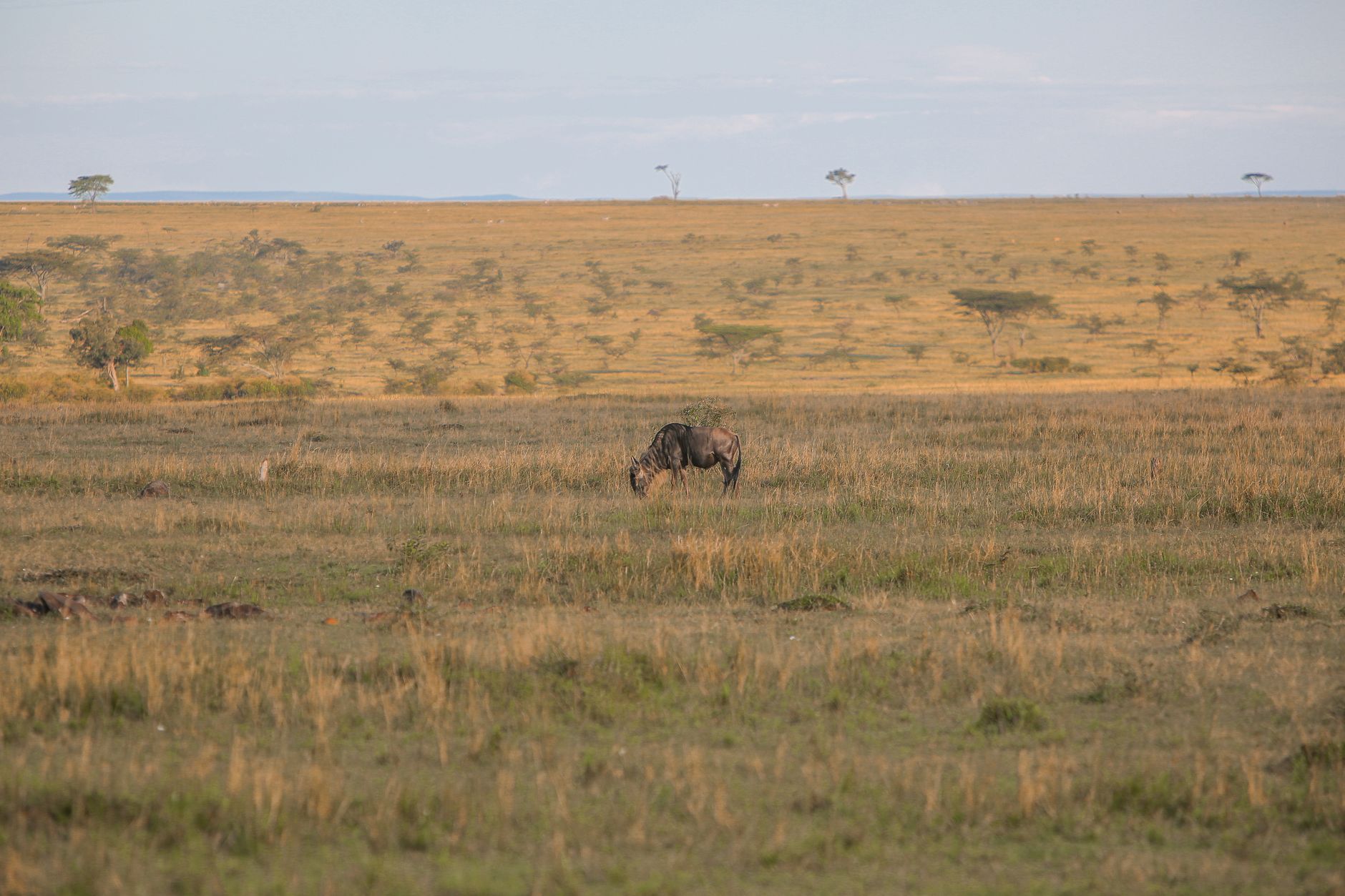Maasai Mara