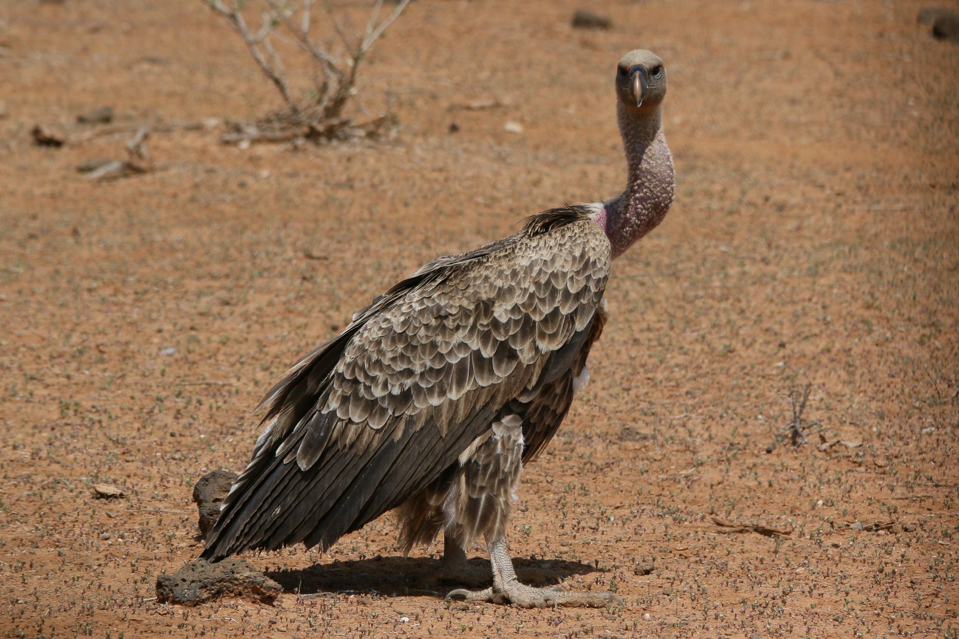 Samburu