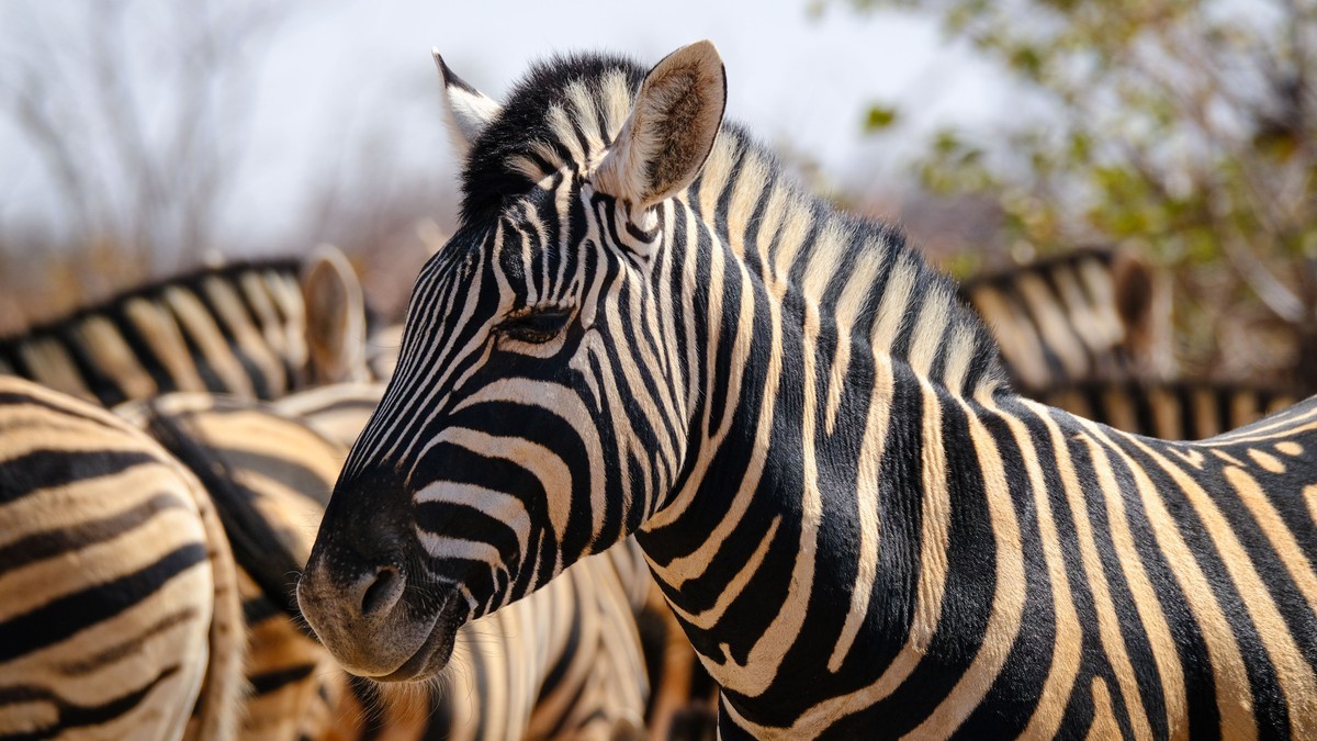 Drone Rules in Kenya's National Parks: Full Guide
