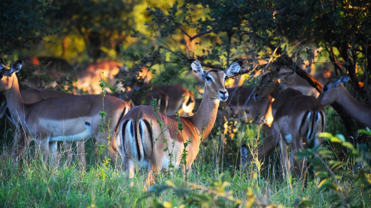 Drone Rules in Kenya's National Parks: Full Guide - photo 1