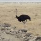 Dry Season vs Wet Season Safari Kenya: What to Know