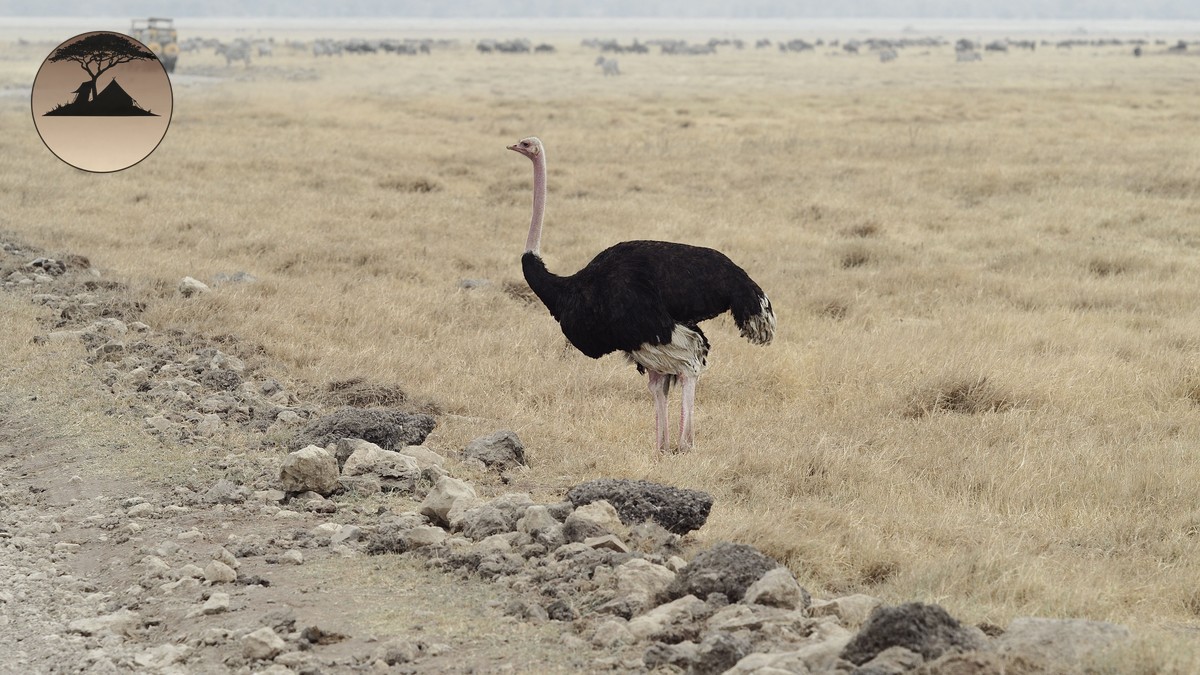 Dry Season vs Wet Season Safari Kenya: What to Know