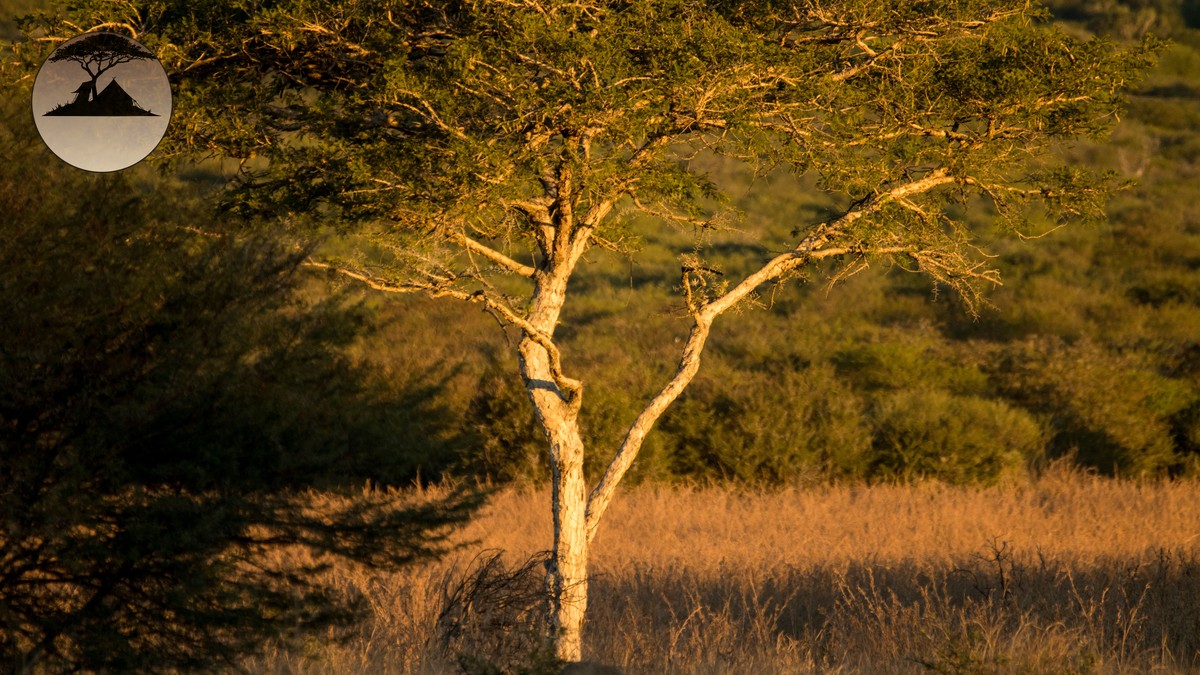 Dry Season vs Wet Season Safari Kenya: What to Know - photo 1