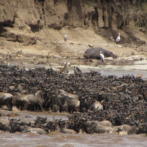 Great Migration Mara River Fly-Camp