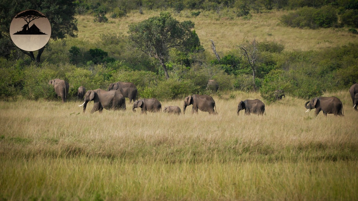 Is Kenya Safe for Tourists? A First-Timer's Safety Guide
