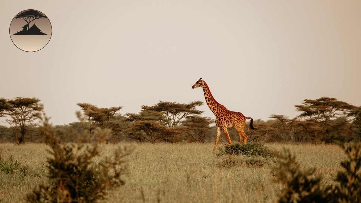 Is Kenya Safe for Tourists? A First-Timer's Safety Guide - photo 1