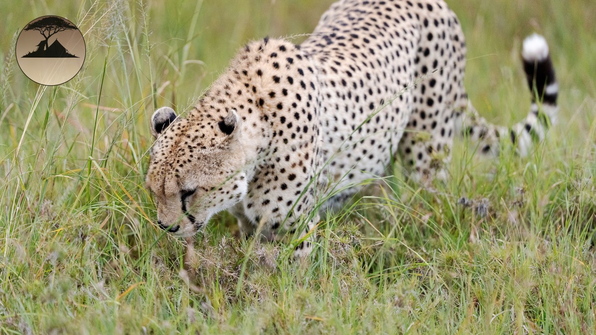 Is Kenya Safe for Tourists? A First-Timer's Safety Guide - photo 2