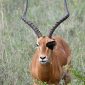Kenya Safari Cost Per Day Breakdown: Real 2026 Prices