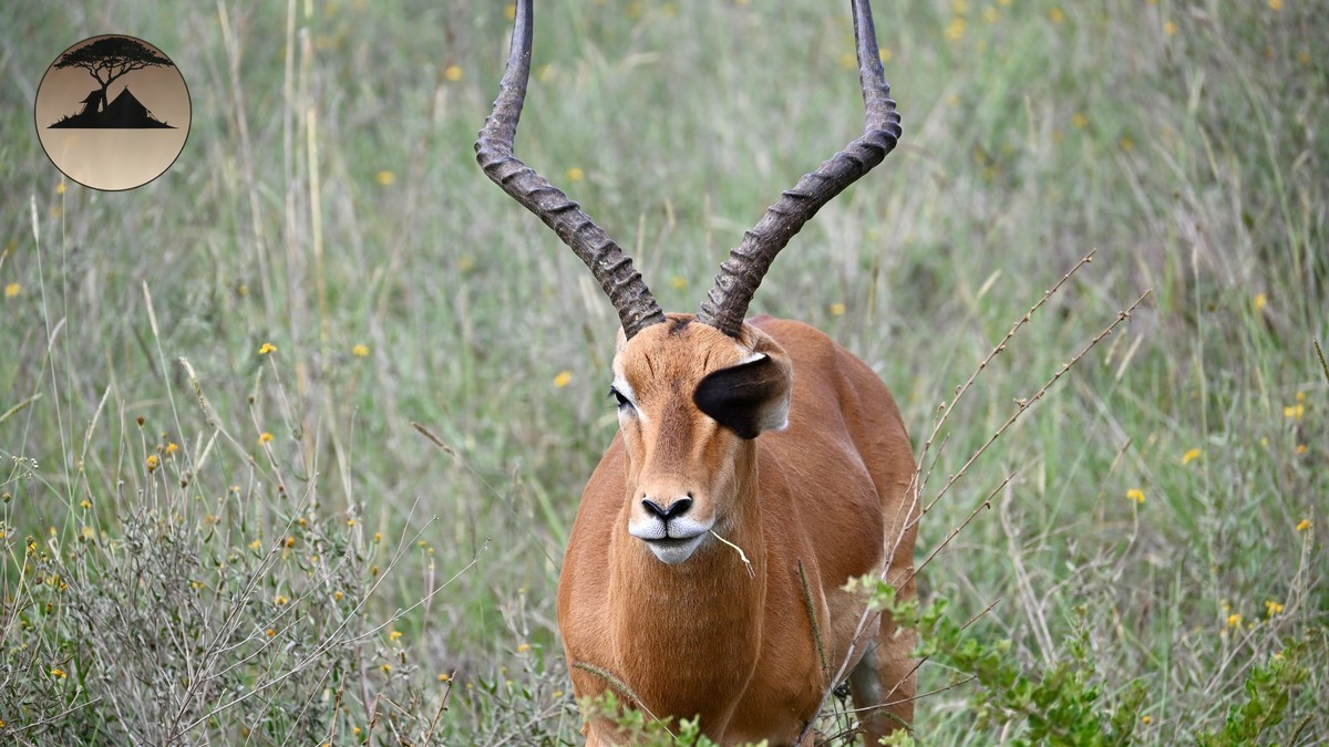 Kenya Safari Cost Per Day Breakdown: Real 2026 Prices
