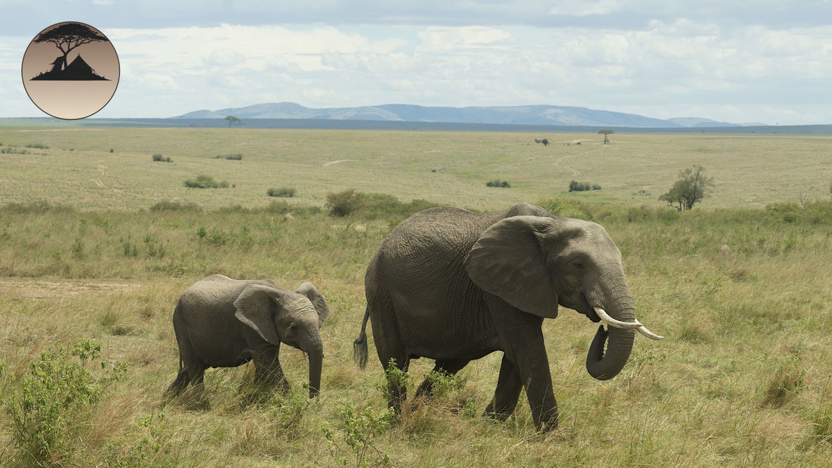 Kenya Safari Cost Per Day Breakdown: Real 2026 Prices - photo 2