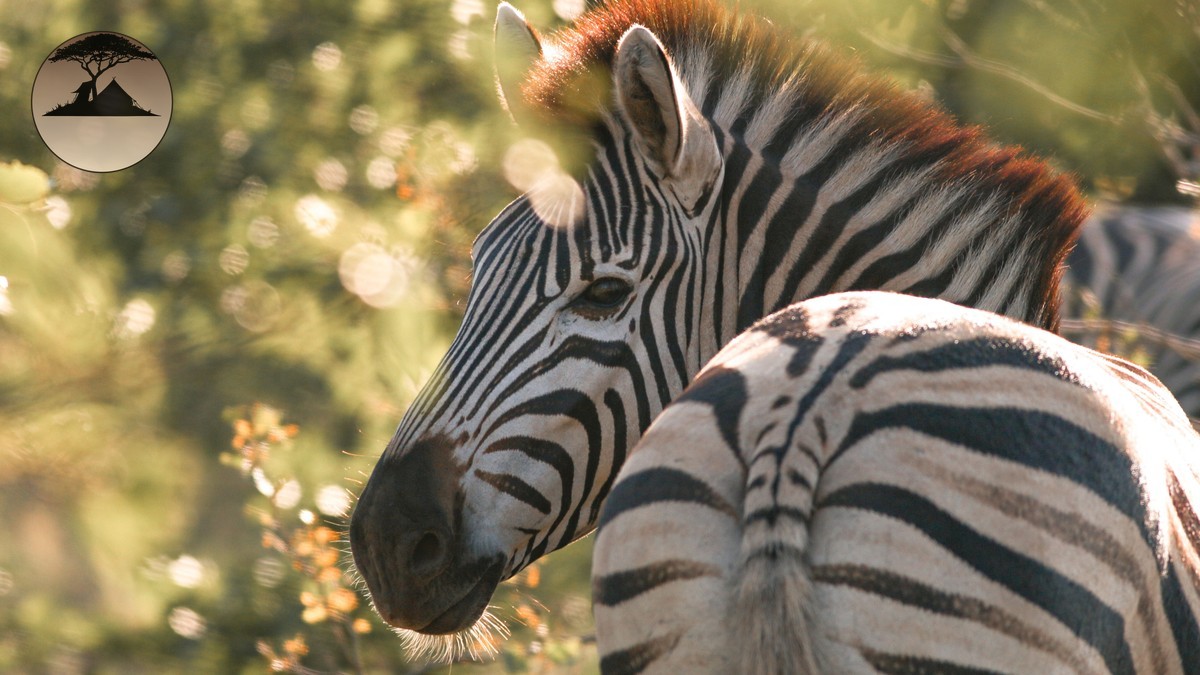 Kenya Safari Currency Cash Guide: What to Bring