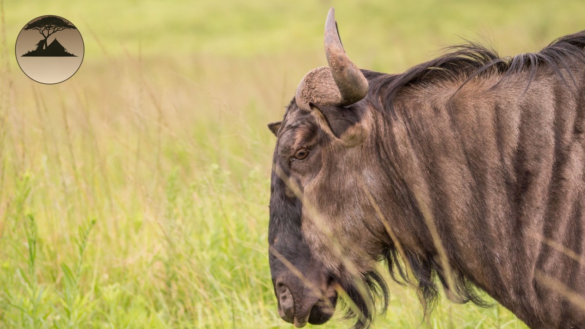 Kenya Travel Requirements for Children Safari (2026)