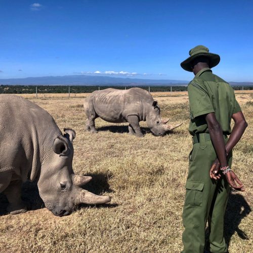 Laikipia Walking & Camping Safari