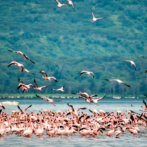 Lake Nakuru & Naivasha Rift Valley Camping Circuit