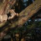 Lewa Wildlife Conservancy Safari Guide 2026