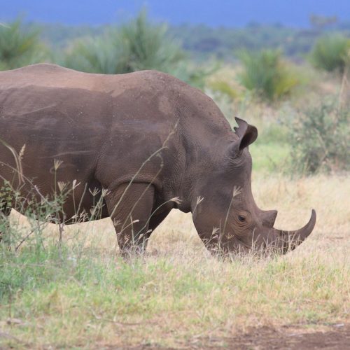 Meru Remote Wilderness Camp