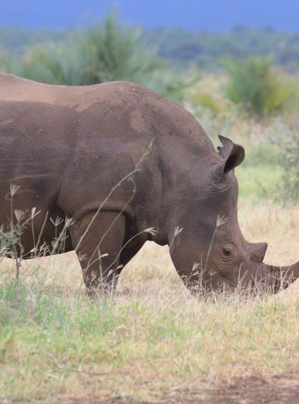 Remote wilderness camp in Meru National Park, Kenya