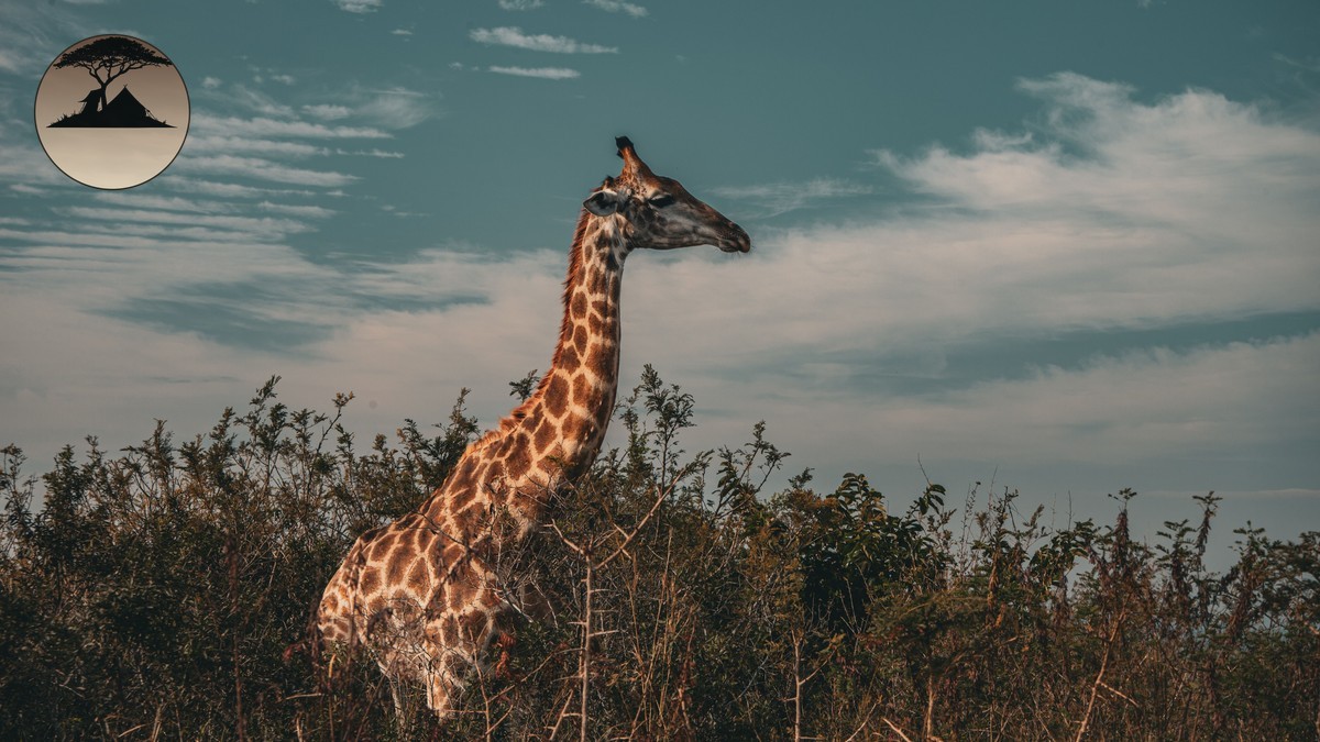 National Park vs National Reserve in Kenya Explained