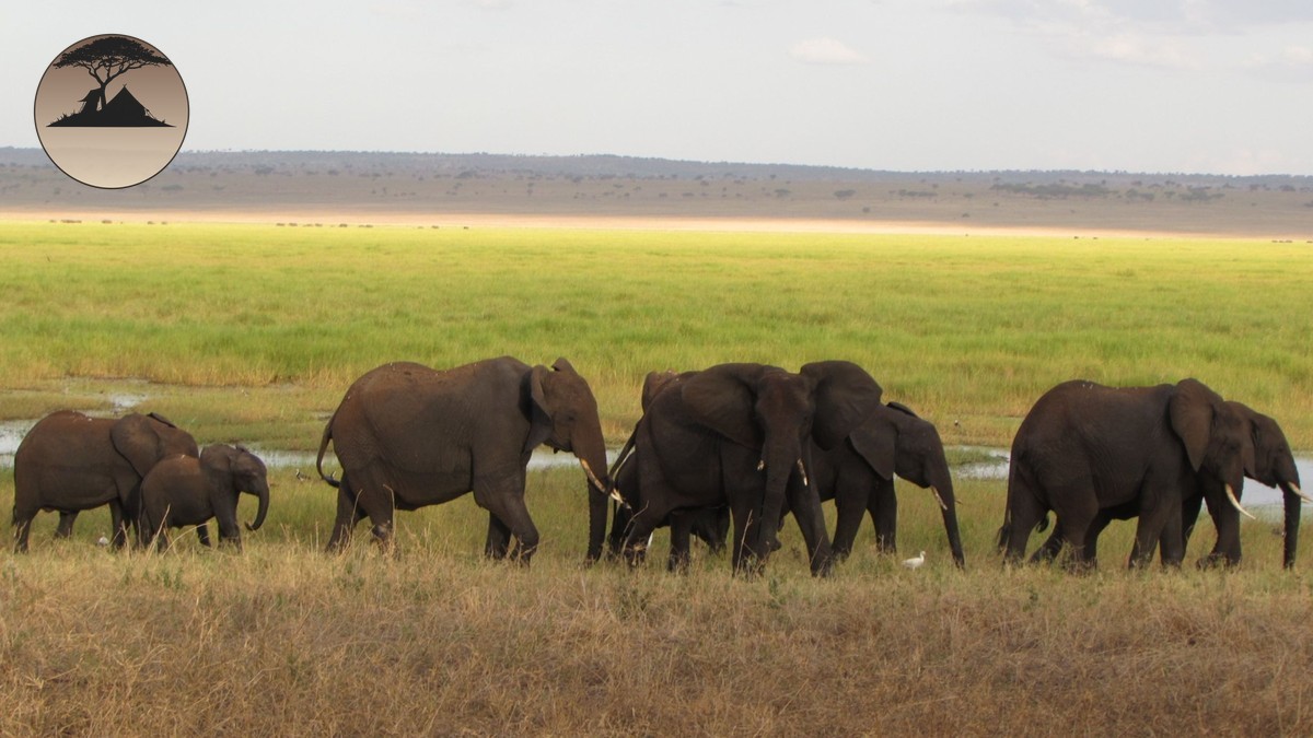 Pace Between Camps on a Family Safari: How Fast?