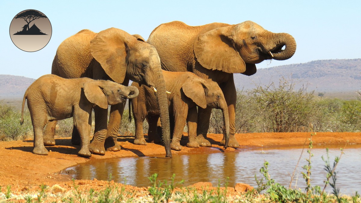 Pace Between Camps on a Family Safari: How Fast? - photo 2
