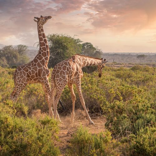 Samburu Walk-In Bush Camp