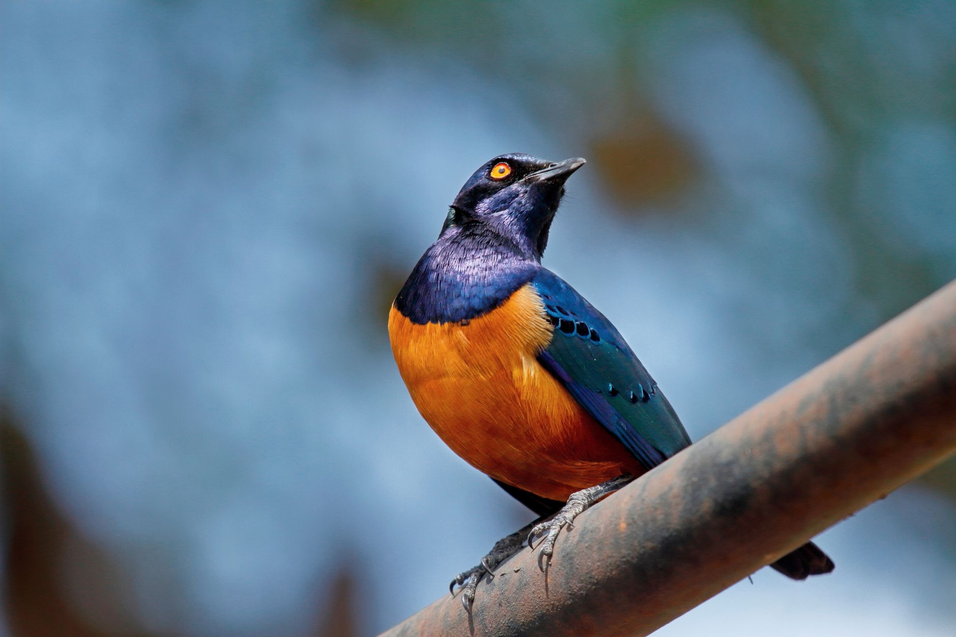 Bird watching safari in a Kenya wetland