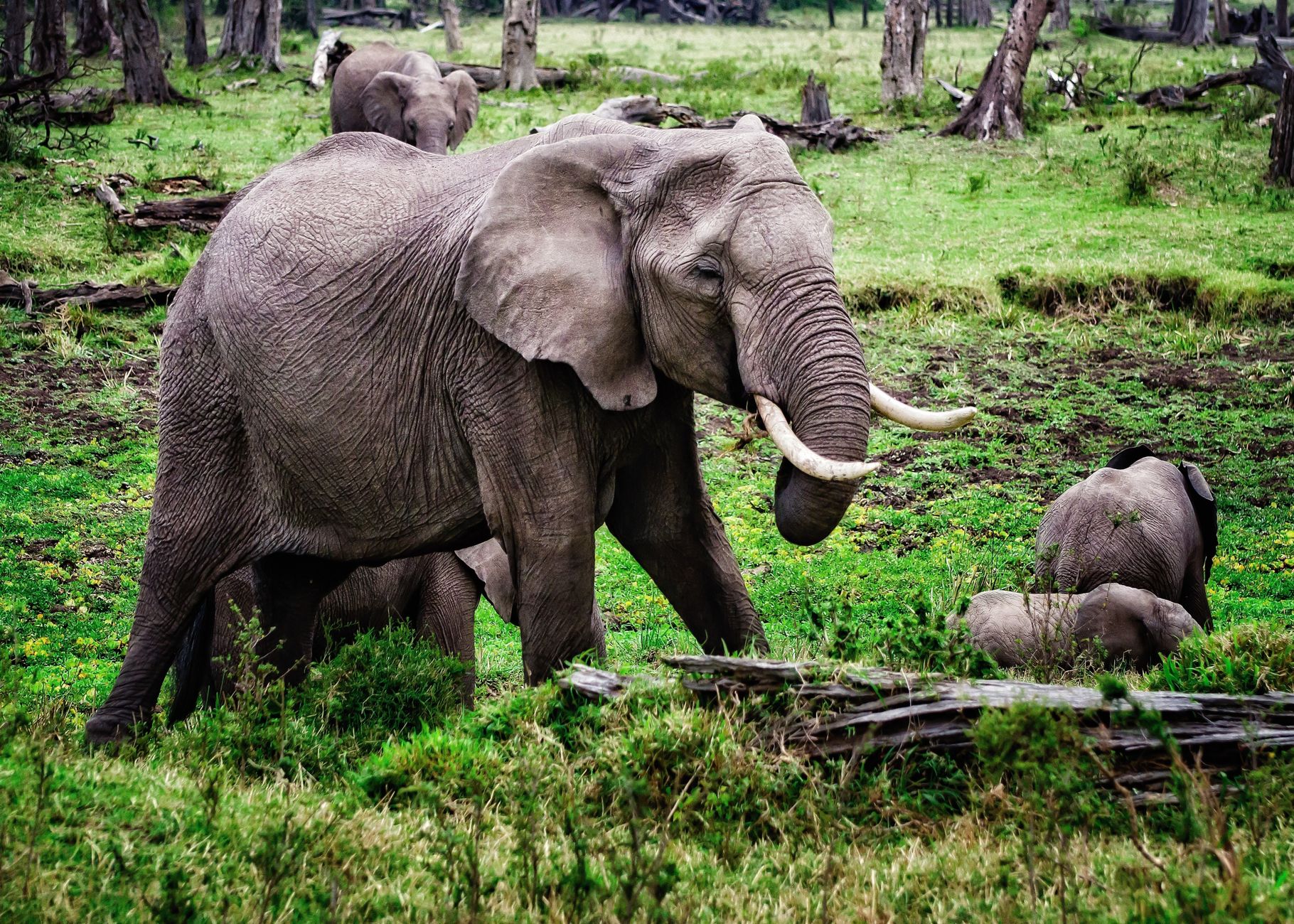 Family enjoying a camping safari in Kenya