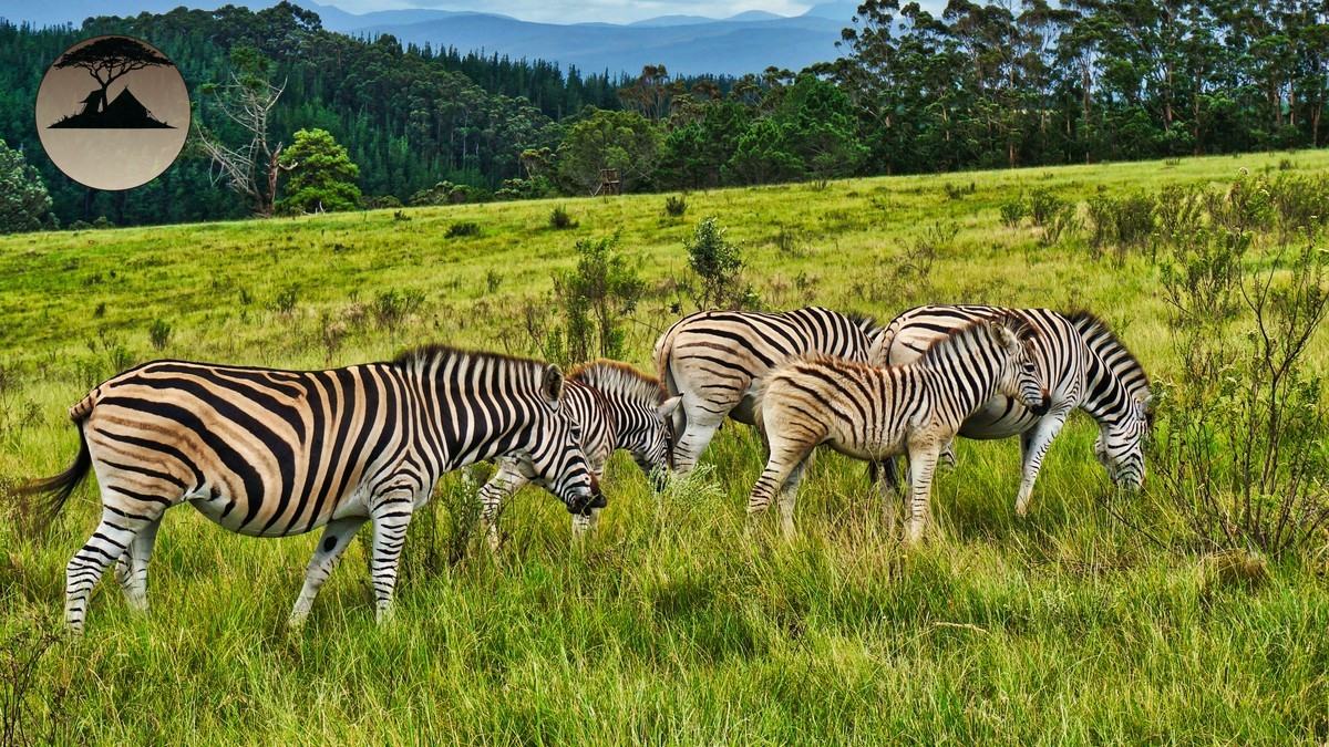 Is Tap Water Safe on a Kenya Safari? Real Answer