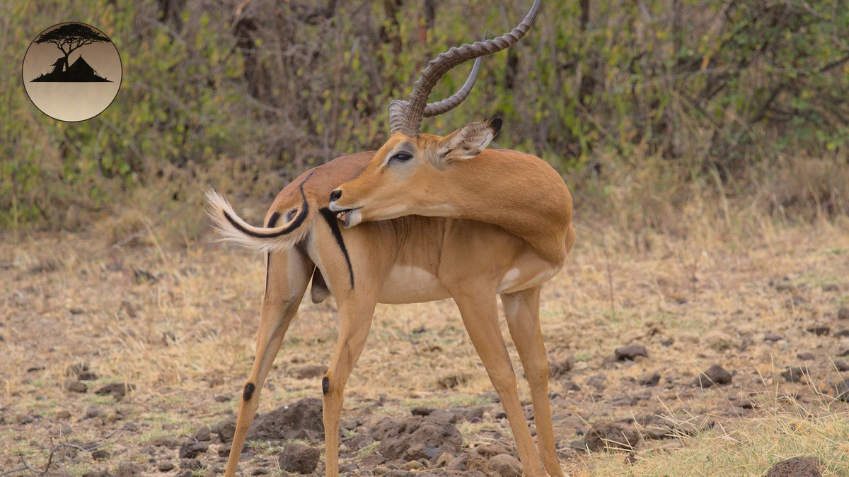 Is Tap Water Safe on a Kenya Safari? Real Answer - photo 2