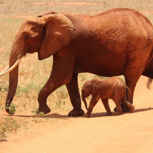 Tsavo East & West Bush Camping Trail
