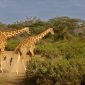 Walking Safari Age Requirements Kids in Kenya