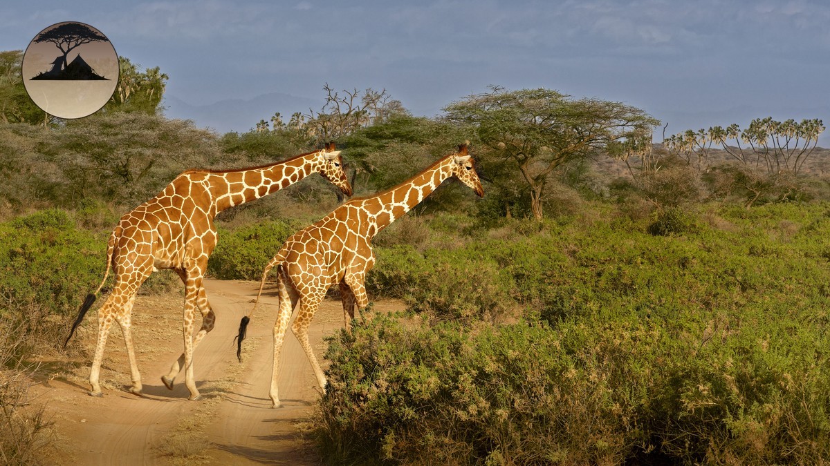 Walking Safari Age Requirements Kids in Kenya