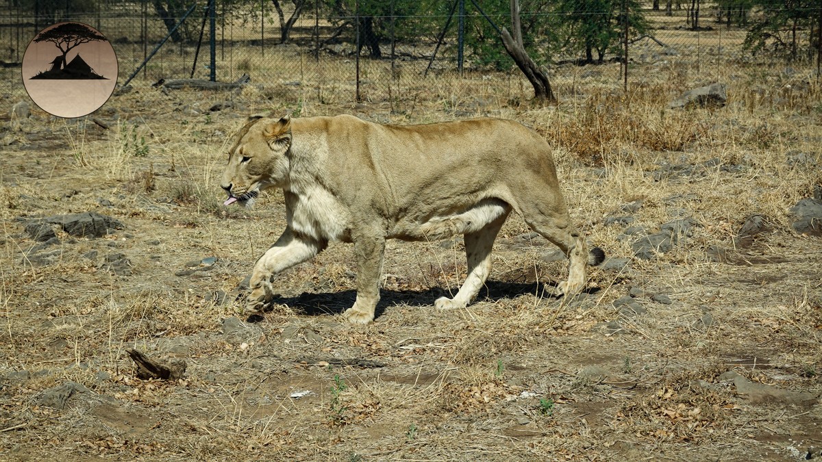 Walking Safari Age Requirements Kids in Kenya - photo 2