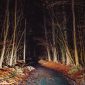 Which Kenya Parks Allow Night Game Drives? (2026 Guide)