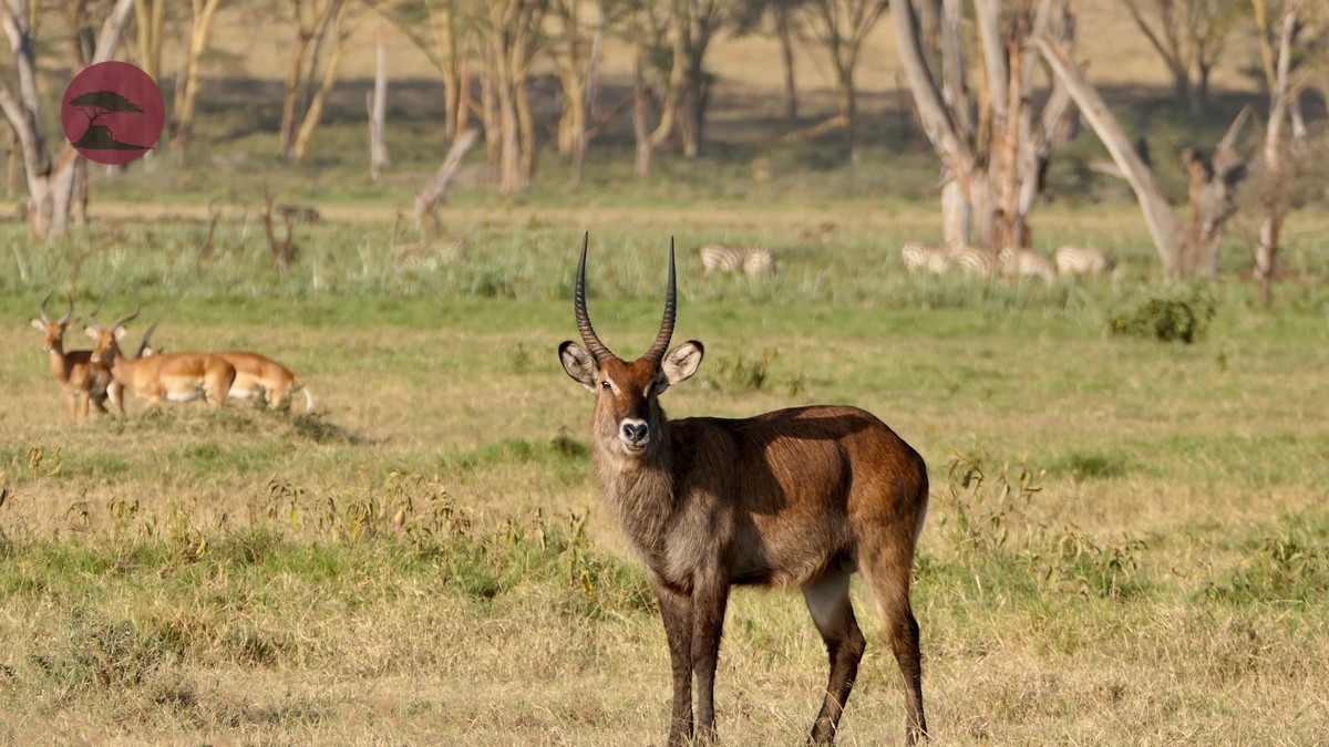 5-Day Kenya Safari Itinerary Route: 2026 Guide
