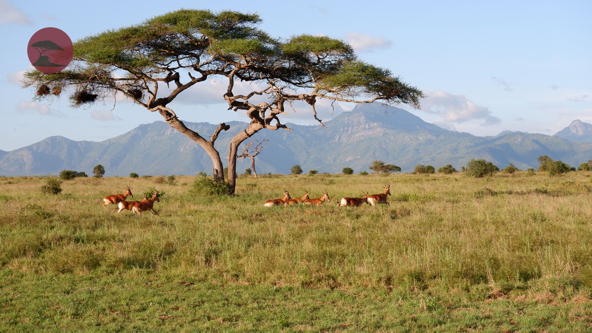 5-Day Kenya Safari Itinerary Route: 2026 Guide - photo 1