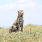 5-Day Masai Mara & Amboseli Safari Itinerary (2026)